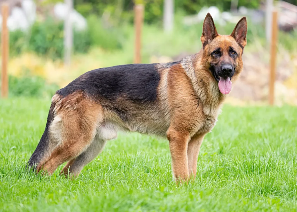 German Shepherds: